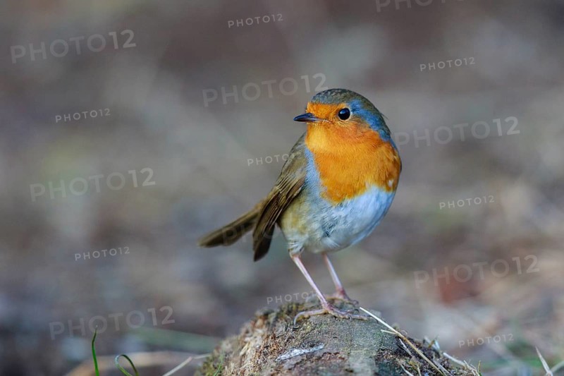European Robin (Erithacus rubecula), North Rhine-Westphalia, Germany