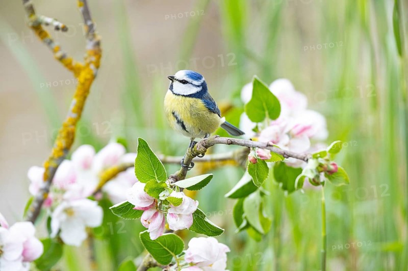 Blue tit (Parus caeruleus) Germany