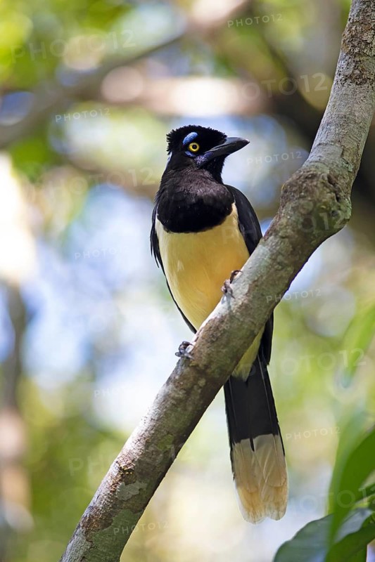Plush-crested jay (Cyanocorax chrysops), Iguazú Falls or Cataratas del Iguazú, Province of Misiones, Argentina