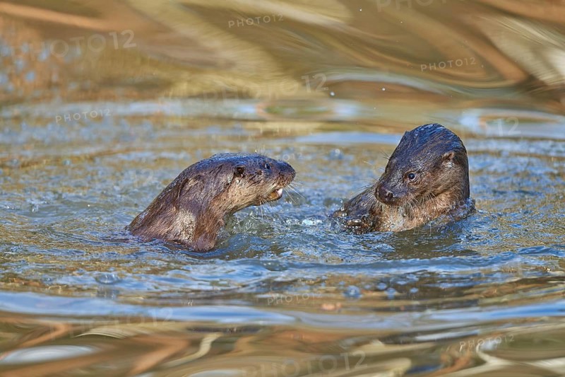 European Otter (Lutra lutra), two animals play and fight in pond, captive