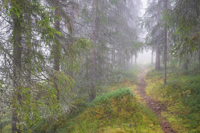 Path in foggy spruce forest, Alvdal, Hedmark, Innlandet, Norway, November 2025