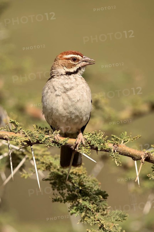 Chestnut-crowned Sparrow-Weaver (Plocepasser superciliosus) perched on a branch, Melka Ghebdu, Ethiopia