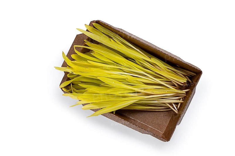 Microgrown corn, bouquet of microgrown, in a paper container, on a white background, isolate, no people.