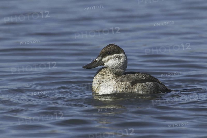 Ruddy Duck (Oxyura jamaicensis), California, USA