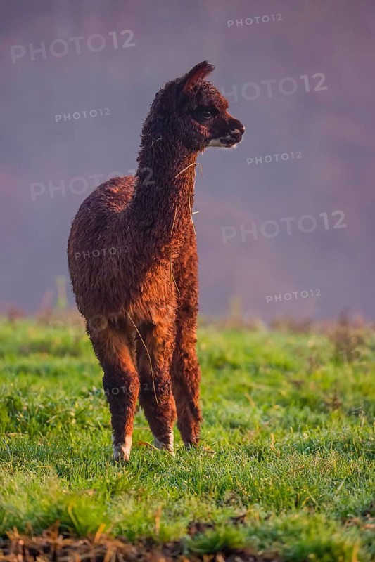 A young brown Alpaca (Vicugna pacos) stands on a green meadow
