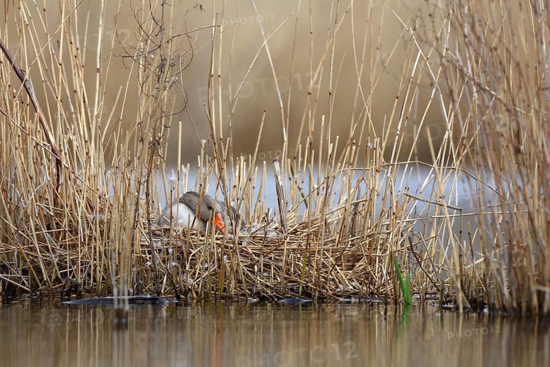Greylag Goose (Anser anser) breeding in reeds, Mecklenburg-Western Pomerania, Germany