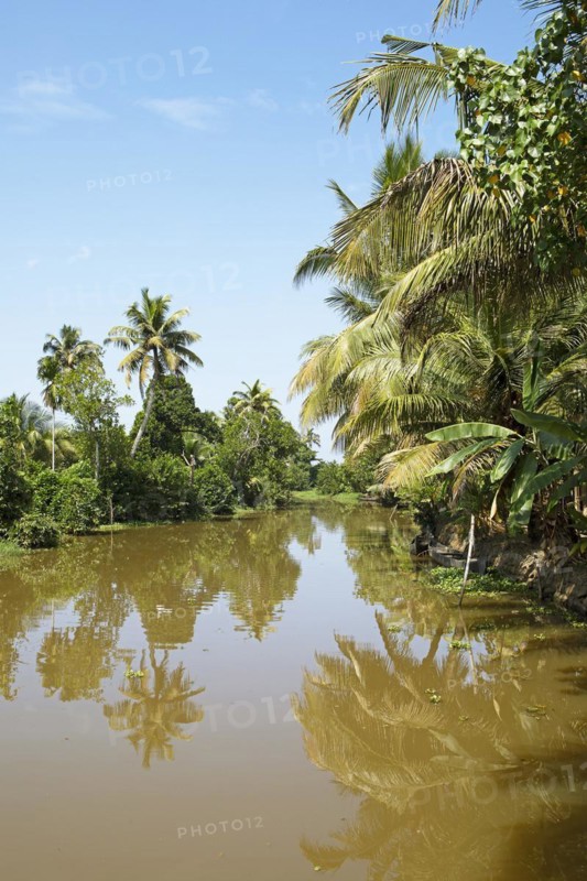 River landscape with palm trees in the canal system of the backwaters, Kerala, India