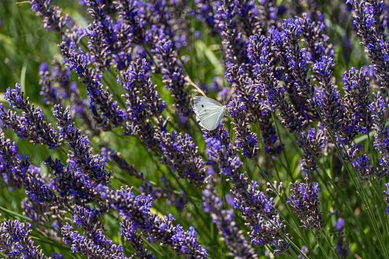 A serene lavender meadow adorned with vibrant purple blossoms, featuring a delicate white butterfly gently perched among the flowers. The lush green background completes this tranquil scene