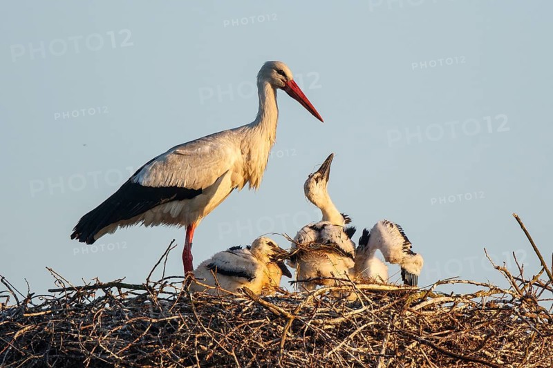 White Stork (Ciconia ciconia) with chicks in nest, North Rhine-Westphalia, Germany