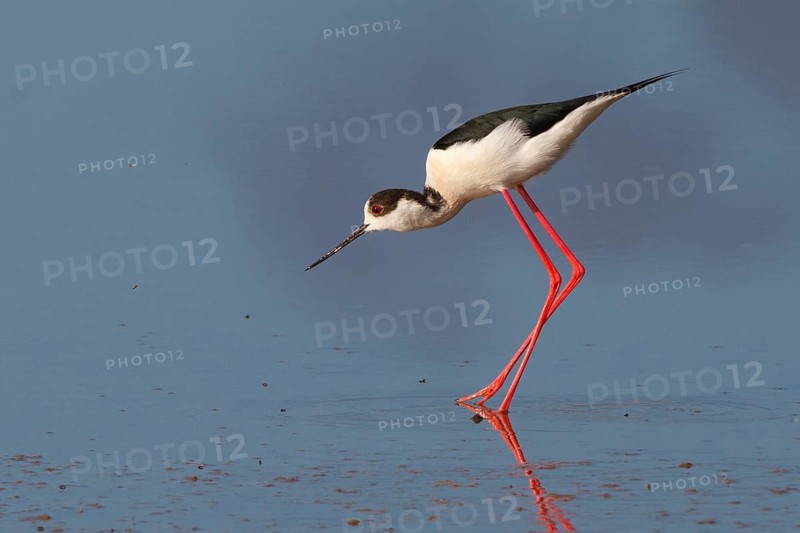 Black-winged Stilt (Himantopus himantopus), Greece