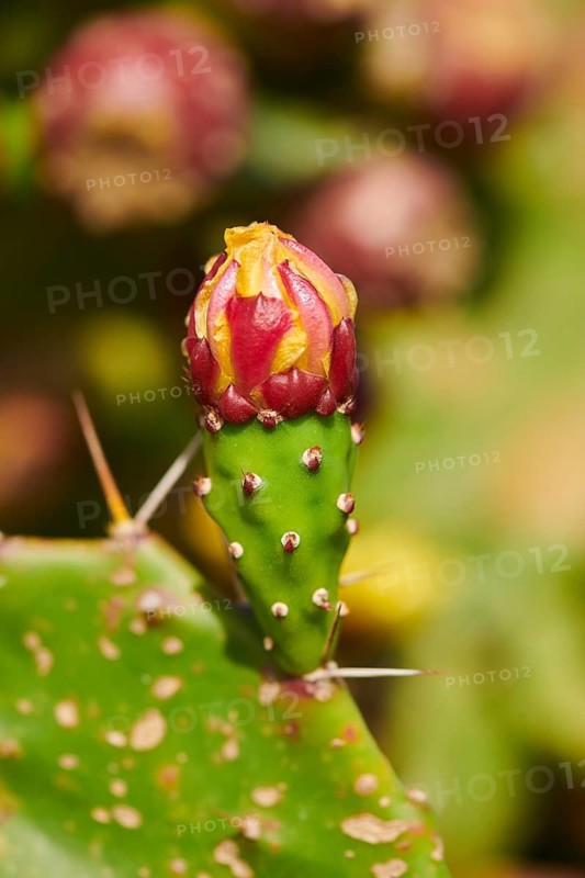 Indian fig opuntia (Opuntia ficus-indica) blossoms and fruits, ebro delta, Catalonia, Spain