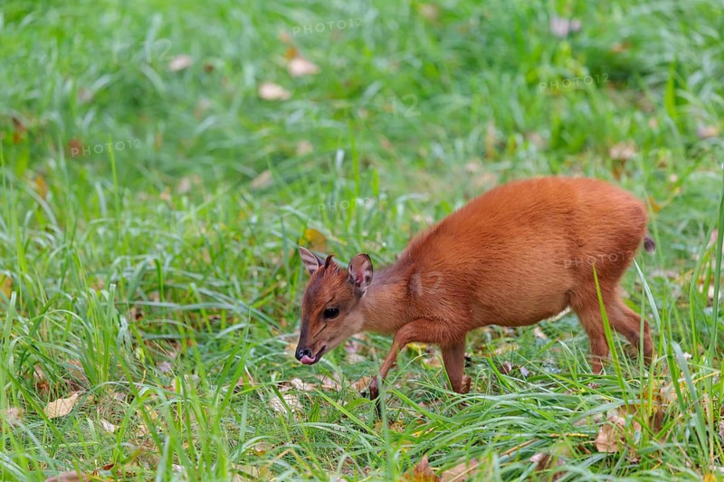 A female red forest duiker, Natal duiker or Natal red duiker (Cephalophus natalensis) grazes on a green meadow