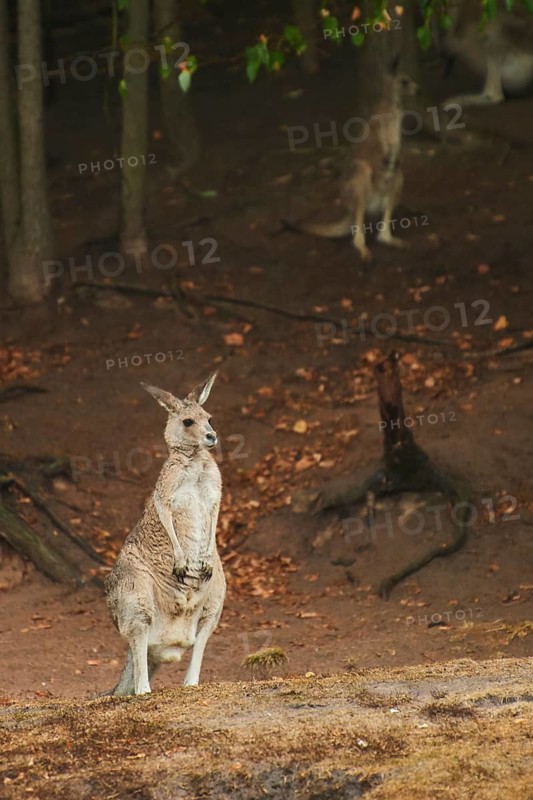 Eastern grey kangaroo (Macropus giganteus) standing on a tried up meadow, raining, Bavaria, Germany