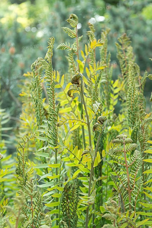 Royal fern (Osmunda regalis),  Germany