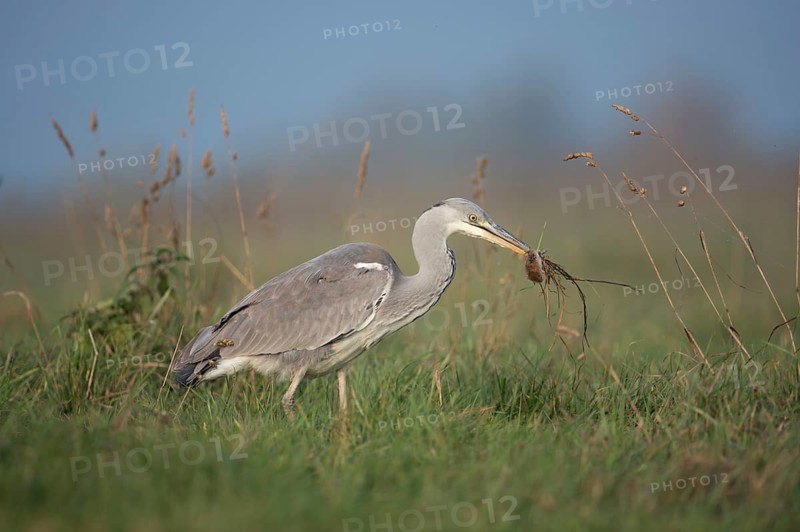Grey Heron (Ardea cinerea) with mouse prey, North Rhine-Westphalia, Germany