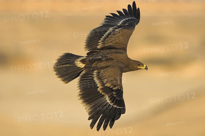 Steppe Eagle (Aquila nipalensis), Oman
