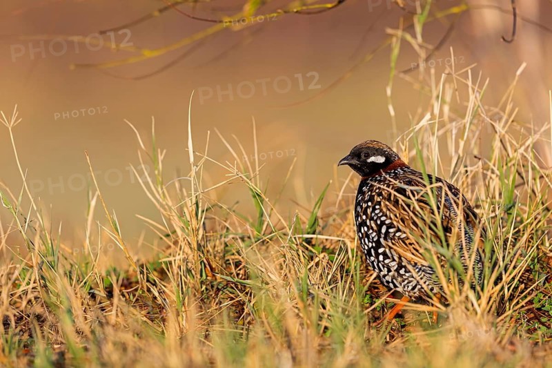 Halsbandfrankolin, Black Francolin, Black Partridge, Francolinus francolinus, Francolin noir, Francolín Ventrinegro