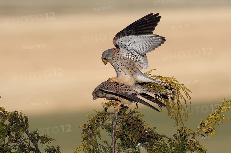 Common Kestrel (Falco tinnunculus) pair mating, Saxony, Germany