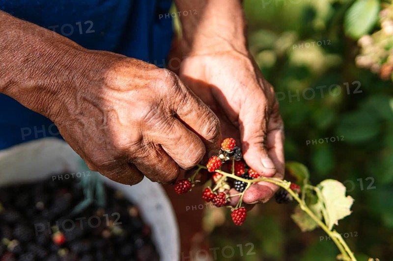 Close-up of a farmer's hands picking ripe blackberries on a sunny day in the Colombian countryside The image captures the essence of traditional agriculture
