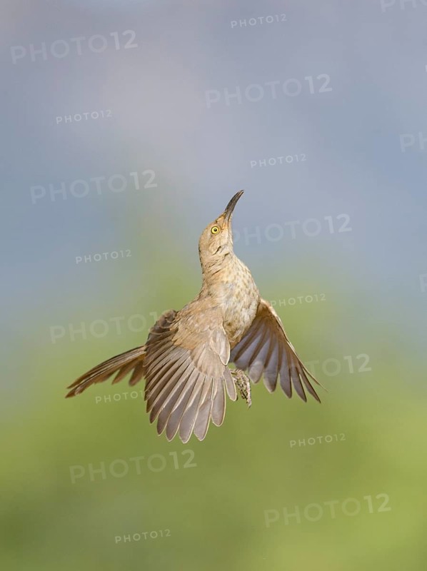 Curve-billed Thrasher (Toxostoma curvirostre) flying, Arizona, USA