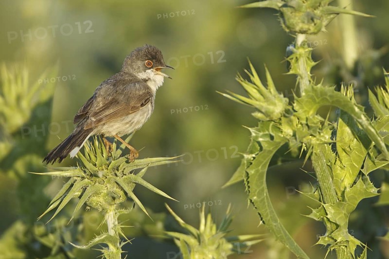 Menetries's Warbler (Sylvia mystacea) singing, Sanliurfa, Turkey