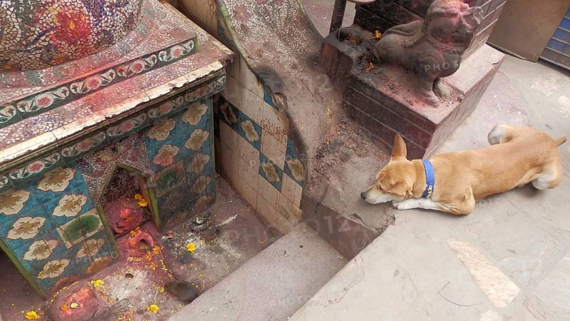 A dog (canis lupus familiaris) watches a rat (rattus) sitting in front of a small decorative temple decorated with colourful tiles and engraved patterns, Kathmandu, Nepal