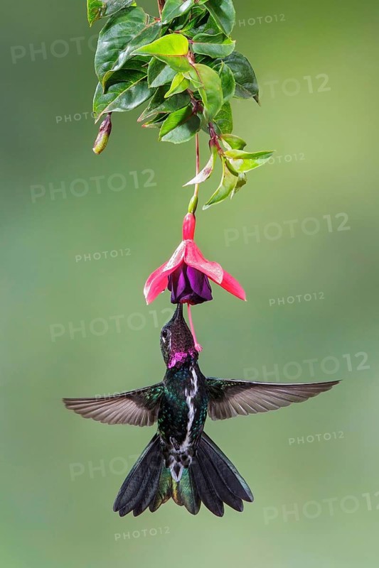 Stripe-breasted Starthroat (Heliomaster squamosus) flying and feeding at a flower in the Atlantic rainforest of southeast Brazil