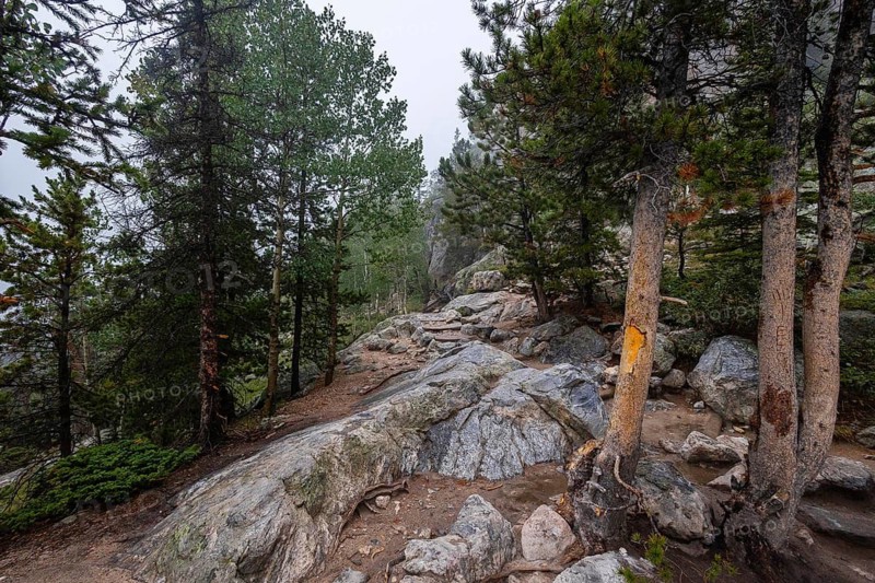 A serene hiking trail winds through a misty forest in Colorado, showcasing rocky outcrops and tall pine trees, embodying tranquility and the rugged beauty of nature