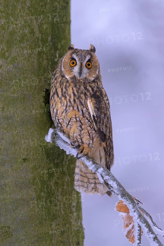 Long-eared owl (Asio otus), sitting on a beech branch covered with hoarfrost in a winter forest, biosphere reserve, Swabian Alb, Baden-Württemberg, Germany
