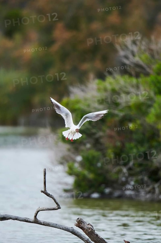 Black-headed gull (Chroicocephalus ridibundus) landing on a wood, Camargue, France