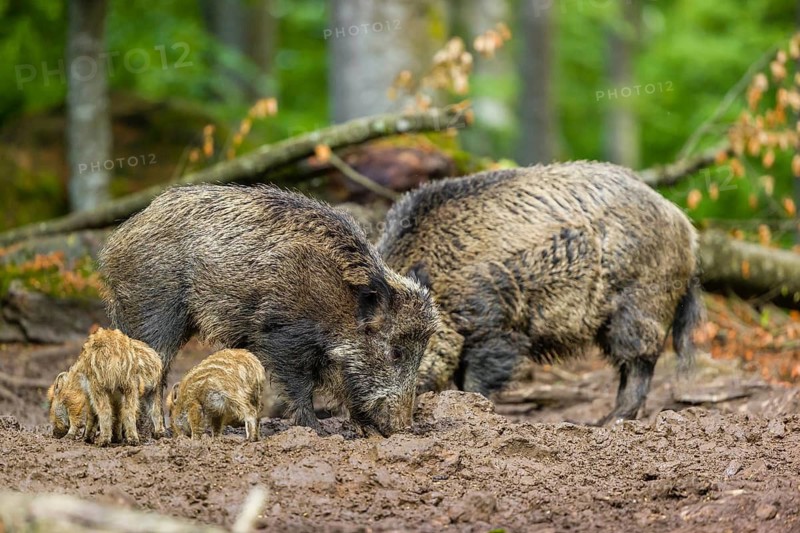 A pack of wild boars (Sus scrofa) look for food in a clearing