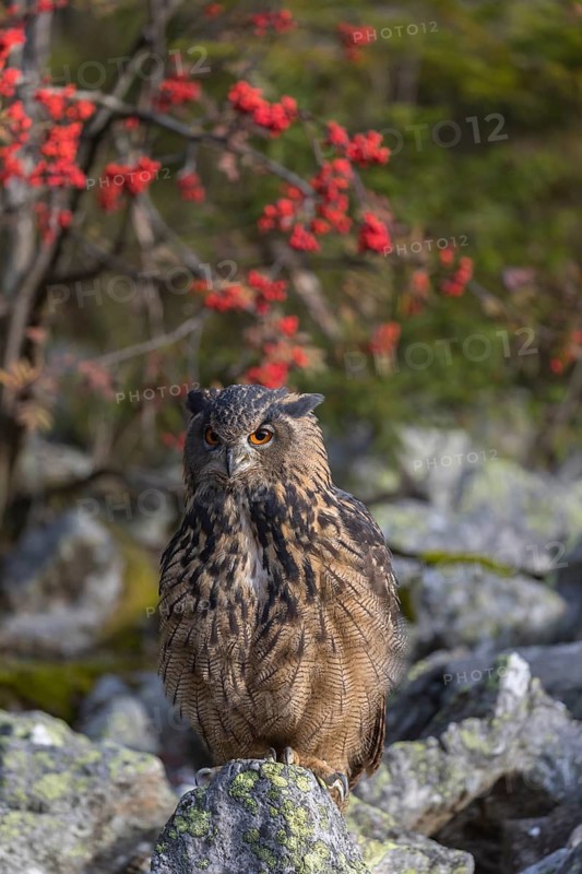 One Eurasian Eagle Owl, Bubo bubo, sitting on grey rocks, a bush with red berries in the background. Early morning light