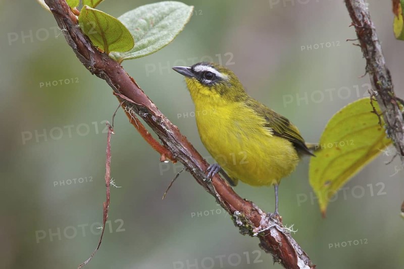 Superciliaried Hemispingus (Hemispingus superciliaris) perched on a branch in Bolivia, South America
