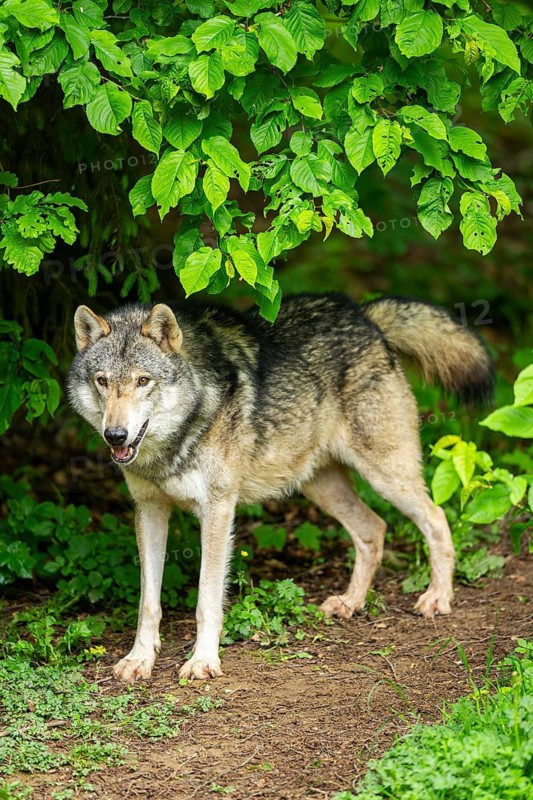European gray wolf (Canis lupus lupus) in the forest, Germany