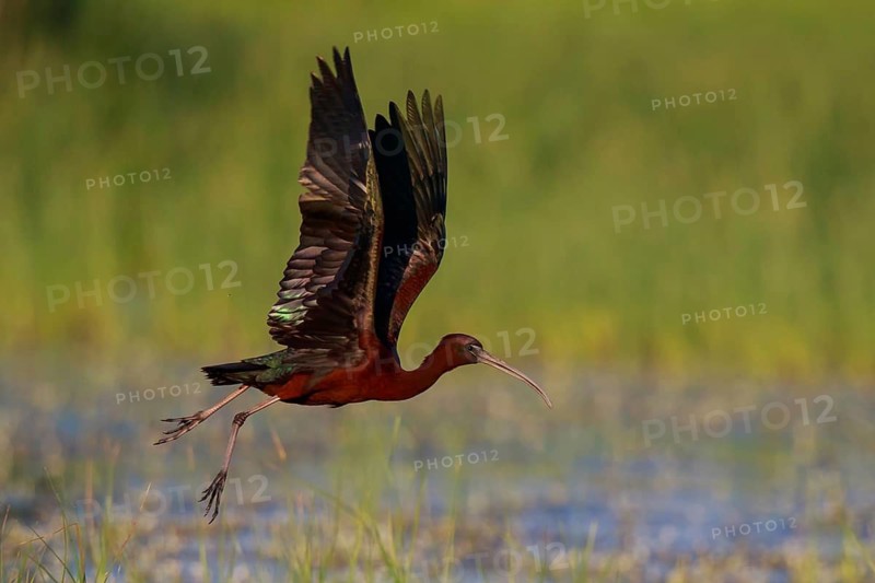 Glossy Ibis (Plegadis falcinellus) flying, Lesvos, Greece