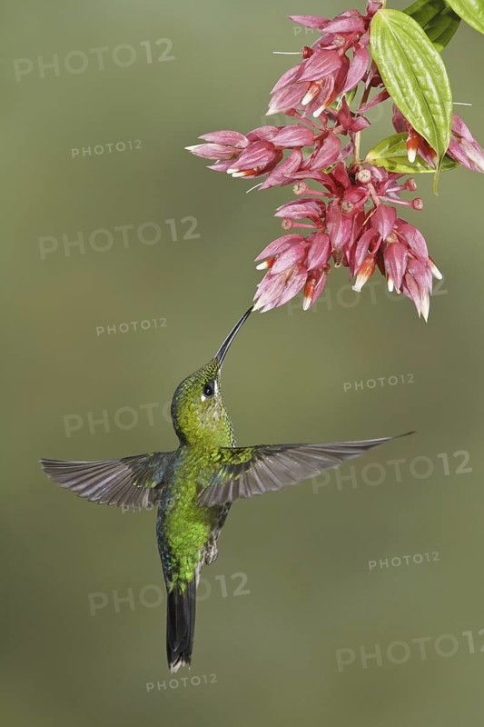 Green-crowned Brilliant (Heliodoxa jacula), Costa Rica