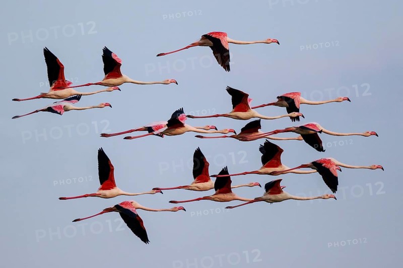 Greater Flamingo (Phoenicopterus roseus) group flying, Greece