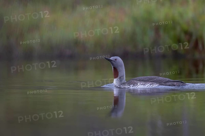 Red-throated diver (Gavia stellata), Sweden