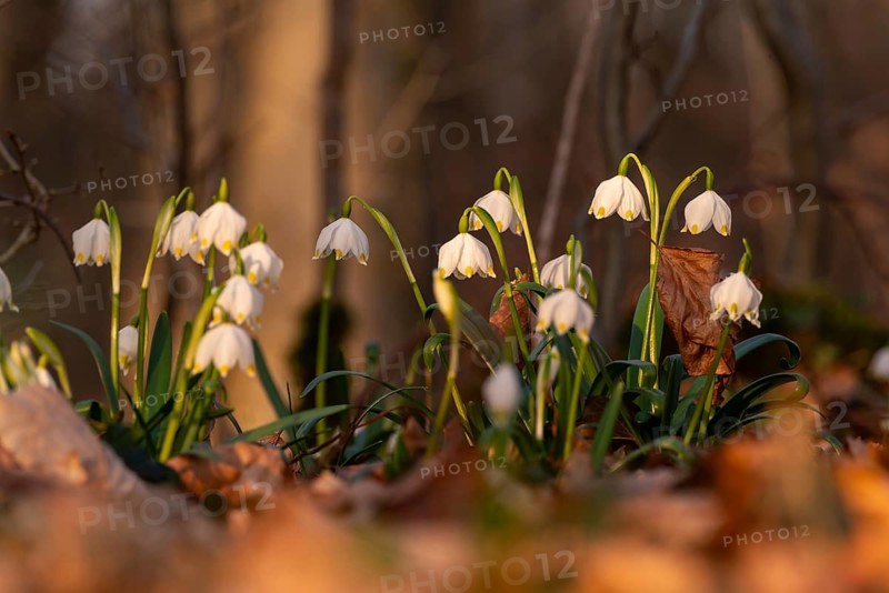 Close-up of spring knotweed (Leucojum vernum) in the forest, also known as marzenbecher, in picturesque evening light at flowering time in spring, Schweineberg nature reserve, Hameln, Lower Saxony, Germany