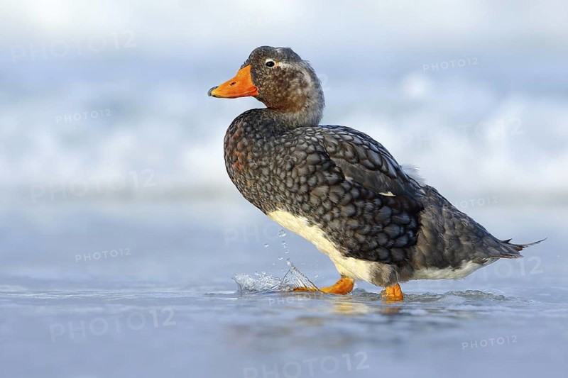 Kelp goose, Chloephaga hybrida, is a member of the duck, goose. It can be found in the Southern part of South America; in Patagonia, Falkland Islands. Bird, wildlife nature. Duck in the blue water
