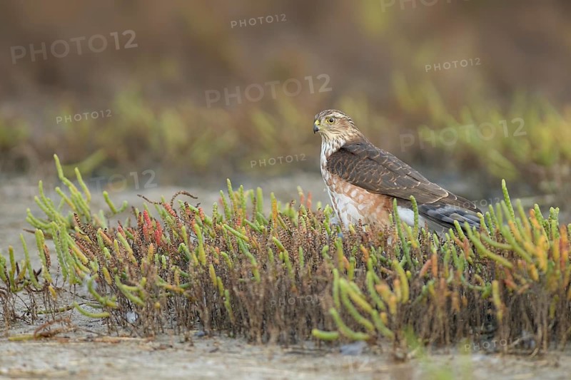 Sharp-shinned Hawk (Accipiter striatus) perched on the ground, Texas, USA