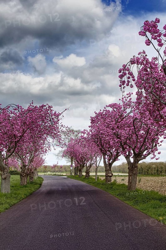 A street lined with flowering cherry blossom trees (Prunus serrulata) under a partly cloudy sky, Nettetal, Lower Rhine