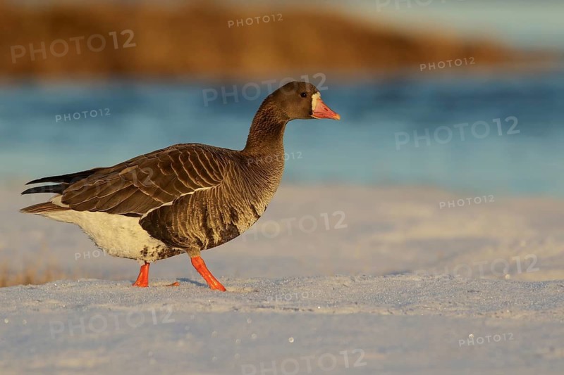 Greater White-fronted Goose (Anser albifrons) feeding on a small pond on the tundra in Northern Alaska