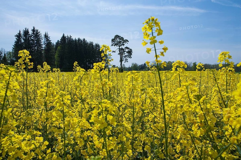 Rapeseed field, rapeseed (Brassica napus), Bavaria, Germany