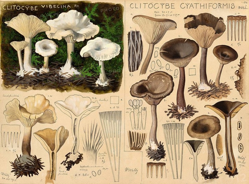 Mushroom, Mushrooms, Clitocybe vibecina, Floured flour fungus and Clitopilus cyathiformis, authentic reproduction of an illustration by Hans Walty (1868-1948) from about 1915, historical