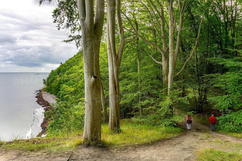 The Hochuferwanderweg from Baabe via Sellin to Binz, through dense beech forest, along the cliffs, with many views of the Baltic Sea, here the section shortly after Sellin on the way to Binz, Mecklenburg-Vorpommern, Germany