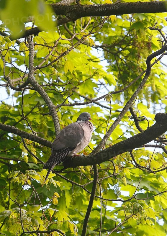 Woodpigeon (Columba palumbus), sitting on a branch, North Rhine-Westphalia, Germany