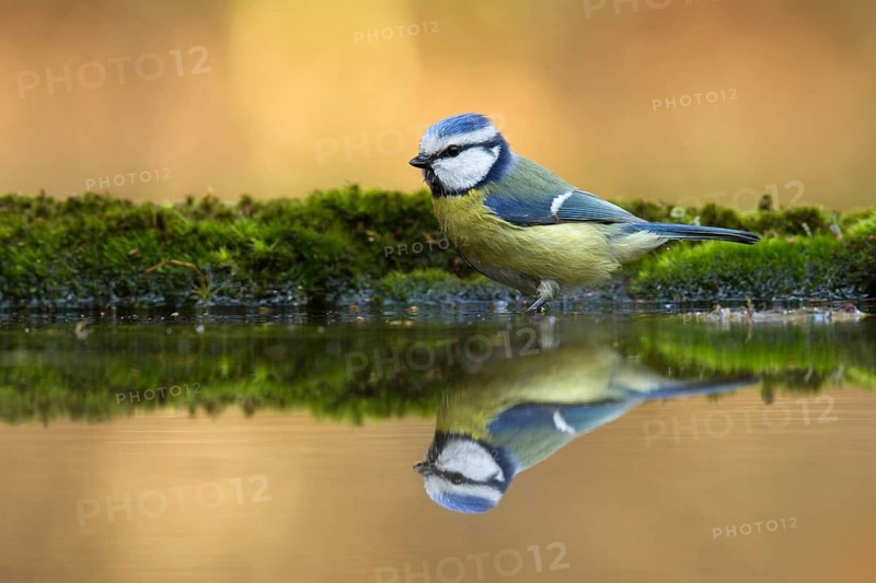Eurasian Blue Tit (Cyanistes caeruleus), Utrecht, Netherlands
