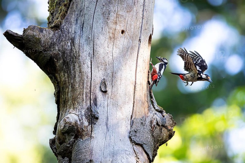 Great spotted woodpecker (Dendrocopos major), male flies out of the entrance hole, female waits with food in her beak at the entrance hole of the breeding cavity, Bad Homburg, Hesse, Germany