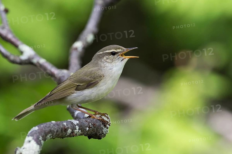 Arctic Warbler - Wanderlaubsänger - Phylloscopus borealis. Russia (Ural)